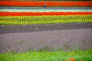 flowers of furano