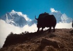 Yak view